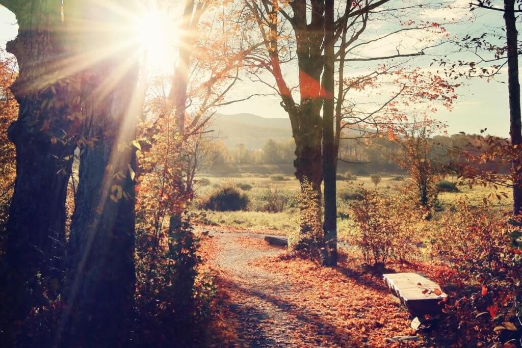 Fall foiliage in the setting sun voer a path in upstate New York