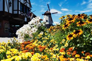 beautiful flowers in Solvang California