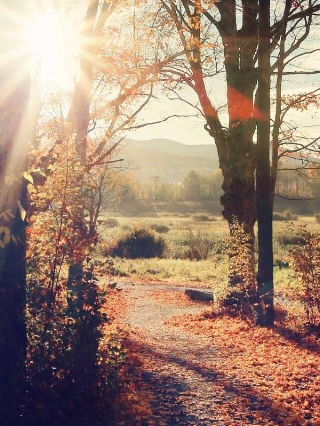 Fall foiliage in the setting sun voer a path in upstate New York