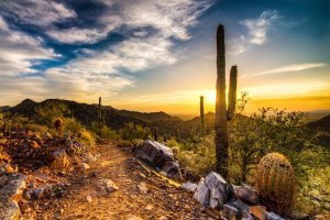 Cactus at sunset in the Arizona desert