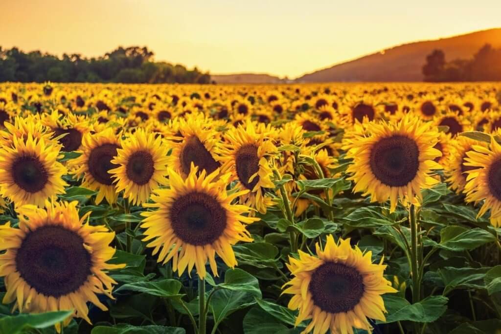 A field of beautiful sunflowers