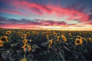 California sunflower farm at sunset