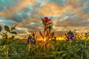 Wildflowers growing in texas Hill Country at sunset