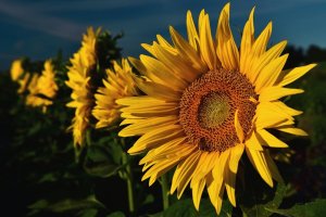close up of brightly blooking sunflowers