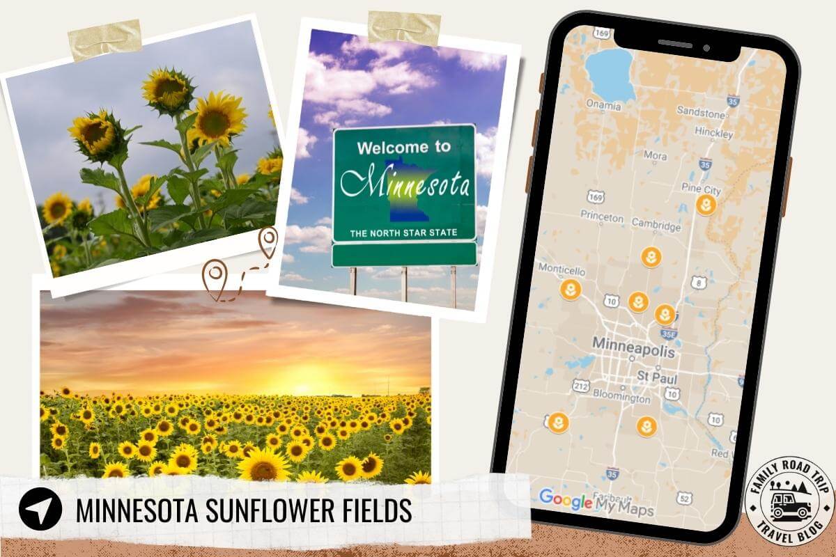 5 Sensational Sunflower Fields in Minnesota To Visit Summer 2024