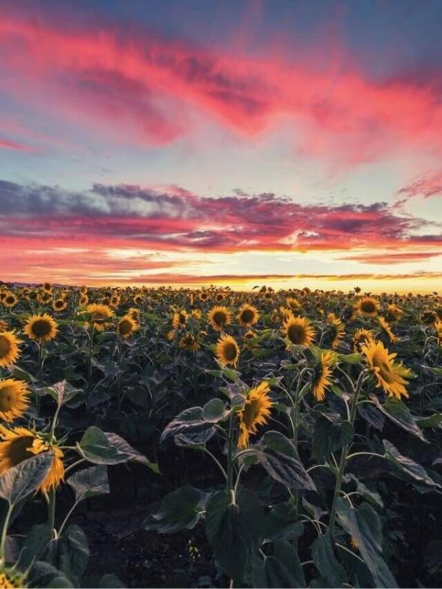 California sunflower farm at sunset
