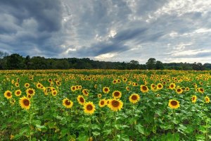 Field of sunflowers in Sussex, New Jersey