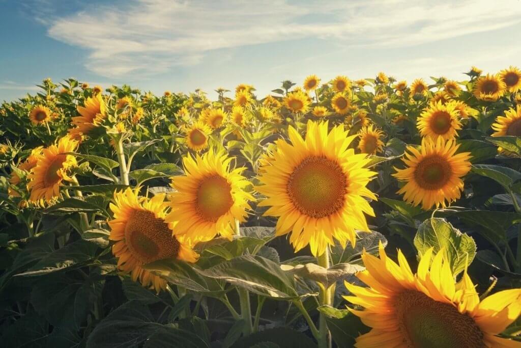 a field of sunflowers in golden light