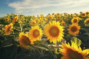 a field of sunflowers in golden light
