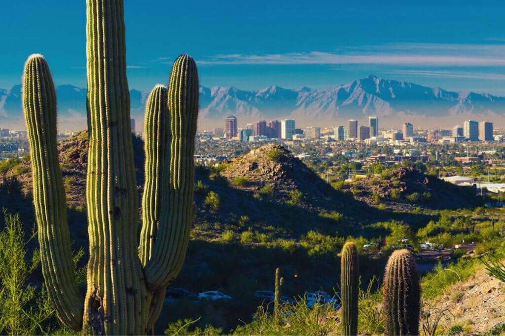 City view between Cacti of Phoenix Arizona