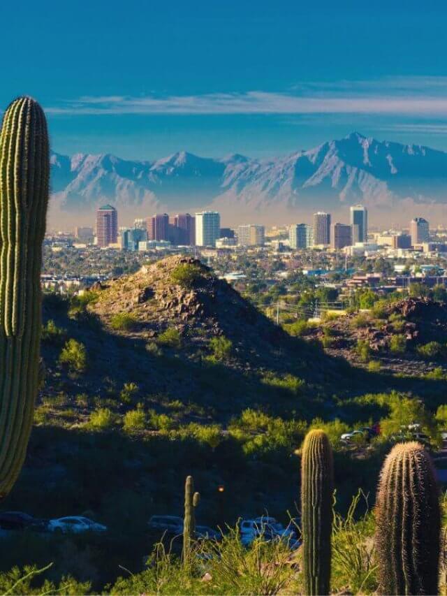City view between Cacti of Phoenix Arizona