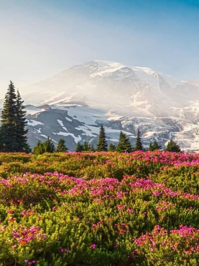 Mount Rainier with wildflowers