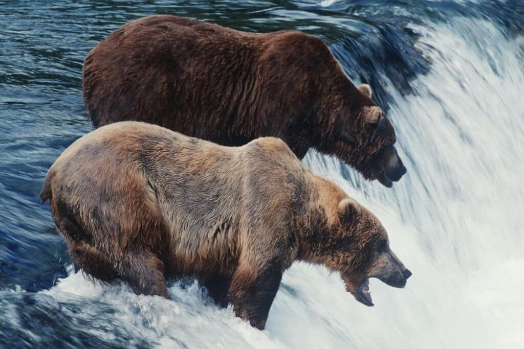 brown bears in a waterfall Katmai national park Alaska Wildlife