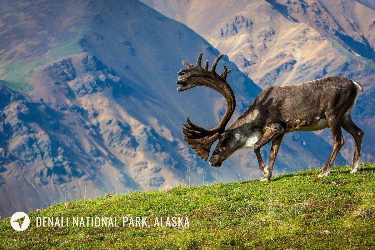 8 Best Places to See Wildlife in Alaska