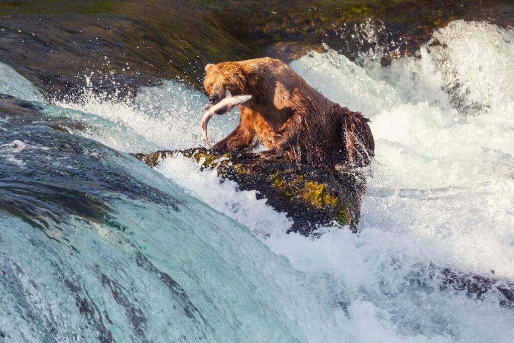 A brown bear catching salmon katmai