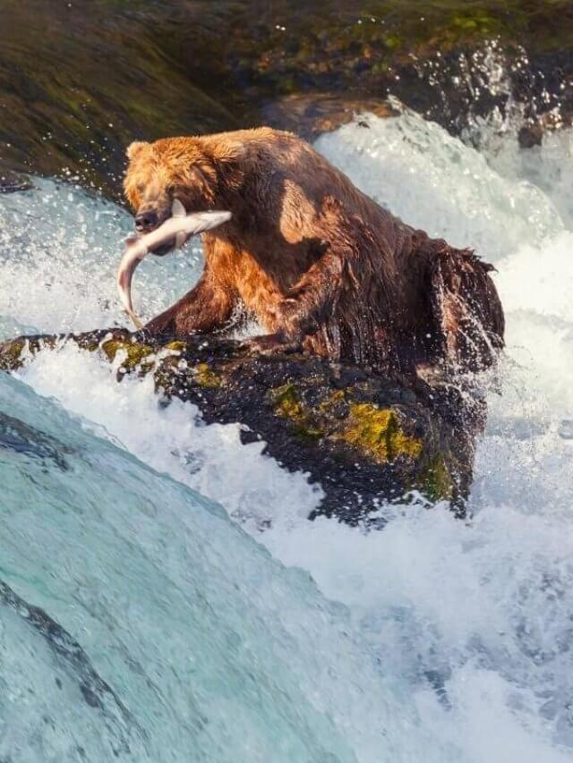 A brown bear catching salmon katmai