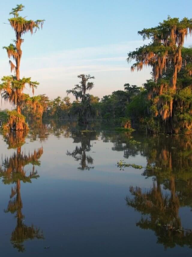 Luisiana Bayou - natural swamps