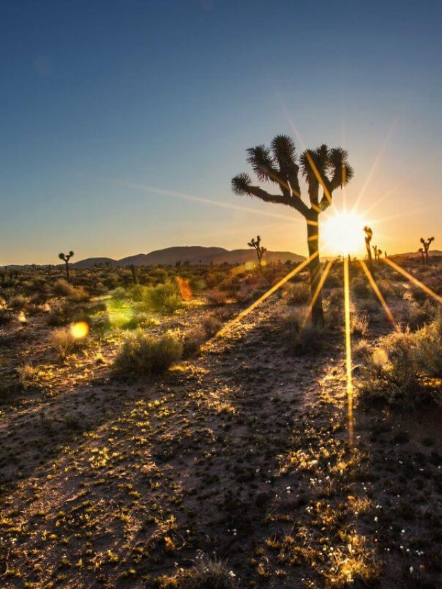 Family Road Trip - San Diego to Joshua Tree National Park Road Trip