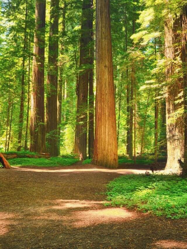 Family Road Trip - Scenic Road Trip San Francisco to Redwoods National Park