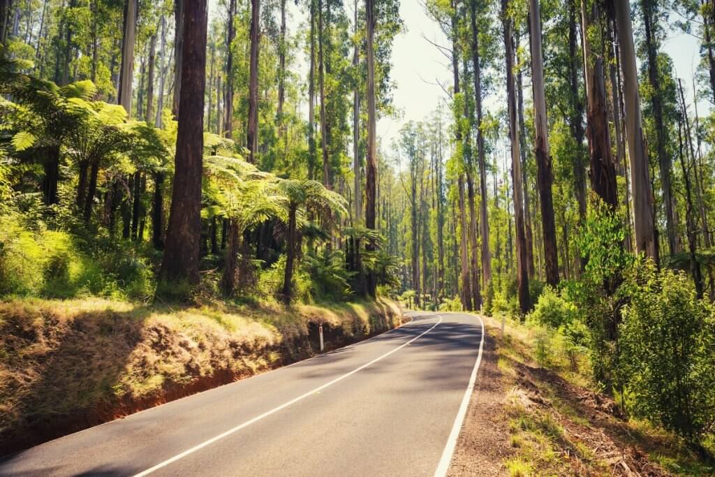 road in the yarra valley australia scenic drives in australia