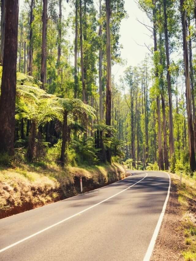Great Australian Road Trips You Need To Try Story