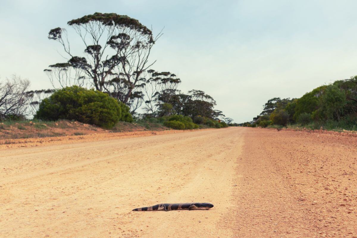 Family Road Trip - Eyre Peninsula Road Trip Itinerary