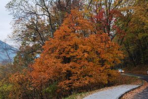 fall foliage bright red colors next to the road in the great smoky mountains