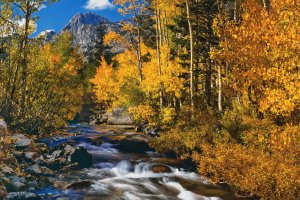 fall colors over running stream in bishop california