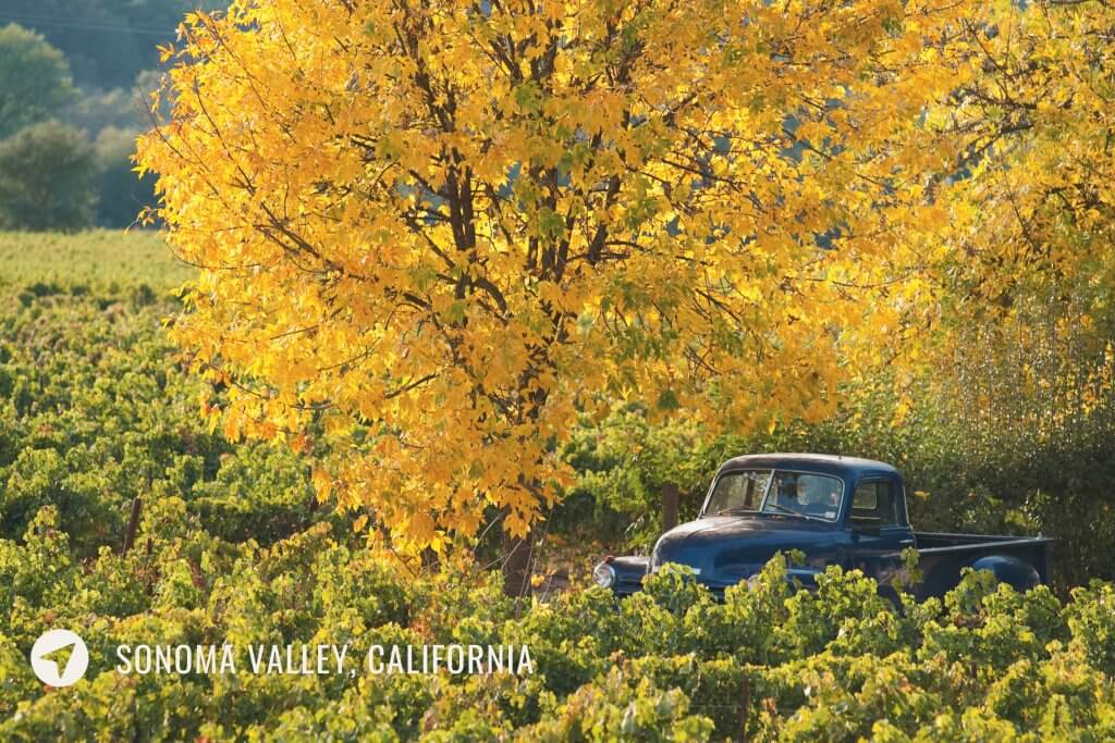 old truck in a vineyard cobered in fall colros  sonoma valley california 