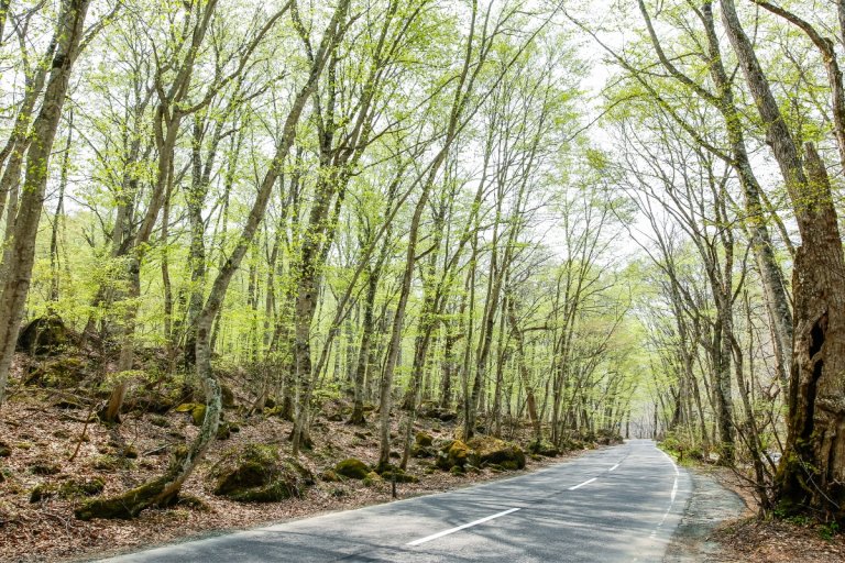 Spring Driving Guide Weather the Changes: A Family's Guide to Spring Driving Safety